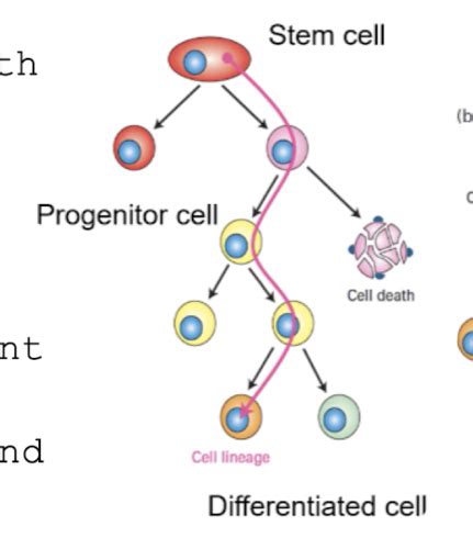 Stem Cells And Differentiation Flashcards Quizlet