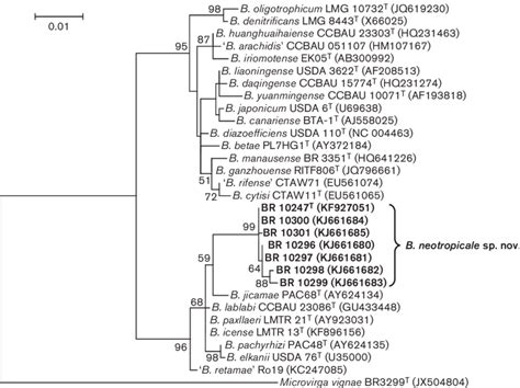 Ml Phylogeny Based On 16s Rrna Gene Sequences Showing The Relationships