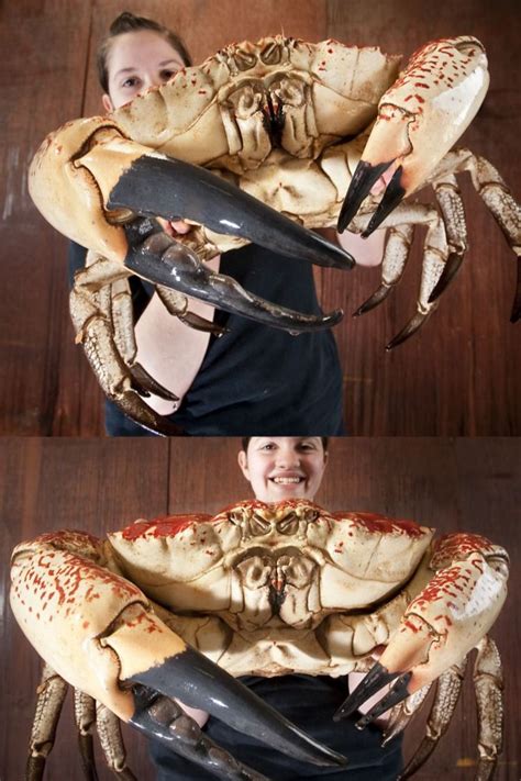 The Tasmanian Giant Crab is the king of crabs | Crabs animal, Crab ...