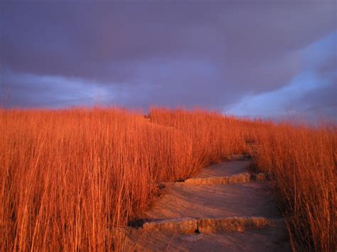 Photo Gallery Grasslands Prairies And Savannas National Geographic