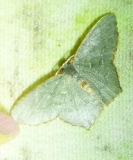 Chloropteryx Tepperaria Angle Winged Emerald Chloropteryx