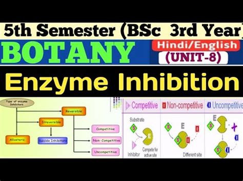 Bsc Th Semester Botany Enzyme Inhibitors In Hindi Enzyme Inhibition