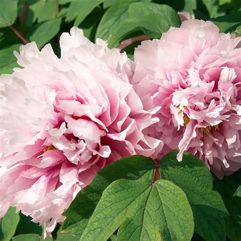 Paeonia X Suffruticosa Hellrosa Strauch Pfingstrose Baumschule Ley