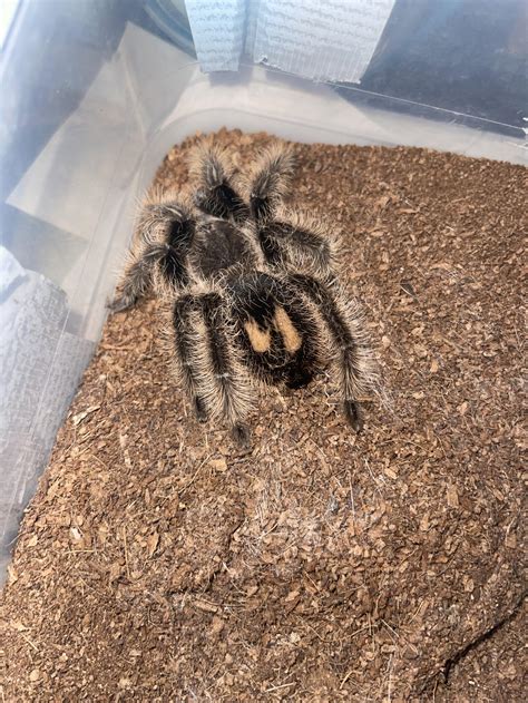 Curly haired tarantula : r/tarantulas