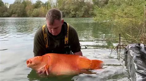 Giant Goldfish: A Splash of Unexpected Size