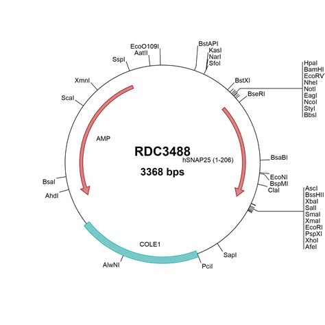 Mouse 5T4 NP 035757 VersaClone CDNA RDC2472 R D Systems