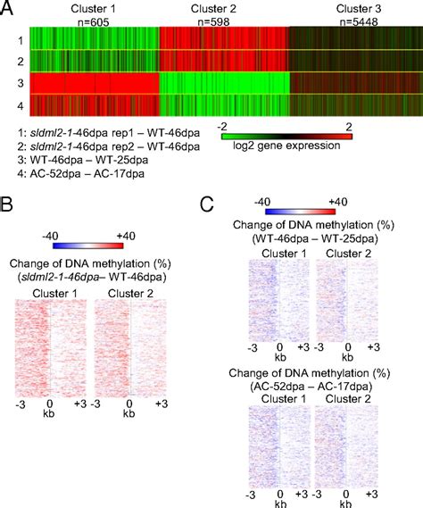 Critical Roles Of DNA Demethylation In The Activation Of Ripening