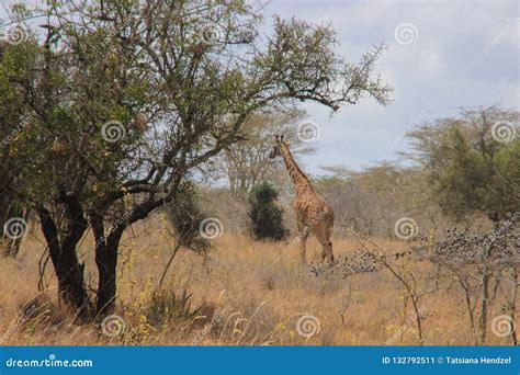 Afrikanische Giraffen Lassen In Der Savanne Weiden Wild Lebende Tiere