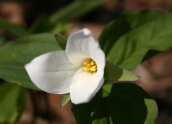 Saviez vous que Fleurs sauvages du Québec