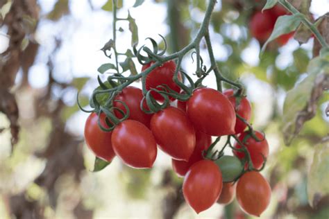 Como Plantar Tomate Grape Para Fazer Deliciosas Saladas Orgânicas E