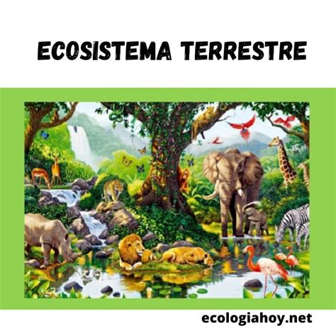 Tipos De Eco Sistemas Terrestres Y Ejemplos Tipos De Ecosistemas