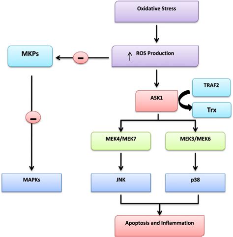 Oxidative Stress Results In The Activation Of ASK1 An Upstream