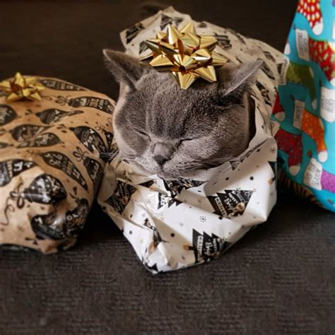 How To Wrap Your Cat For Christmas Video