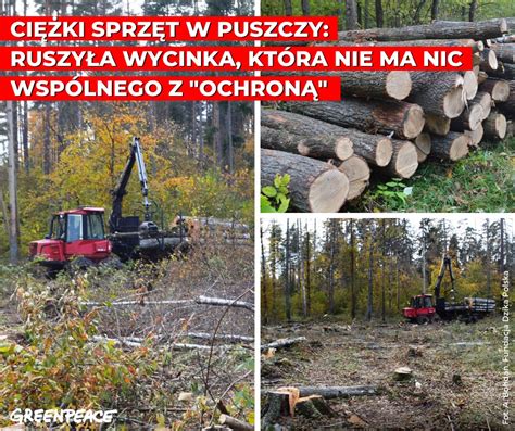 Wycinka dębów niszczenie młodych drzew ciężkimi maszynami ruszyły