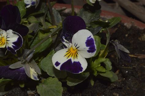 Viola tricolor – eFlora of India