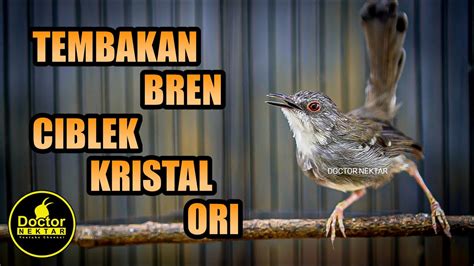 Ampuh Pancingan Dan Terapi Semua Burung Termasuk Konin Gacor Full Isian