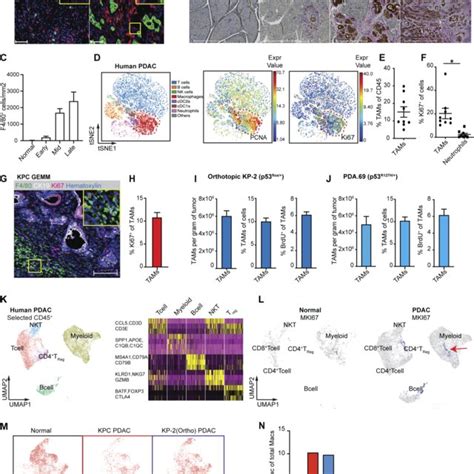 Fibroblasts Drive Macrophage Proliferation Through Csf1 A Download Scientific Diagram