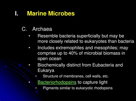 PPT - Marine Microbes Marine Bacteria Autotrophic Photosynthetic Cyanobacteria PowerPoint ...