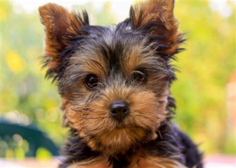 Best Yorkie Breeders In California Jaxery