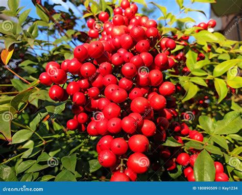 Red Berries Nandina or Nandina Domestica Stock Image - Image of branch ...