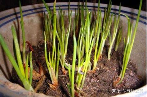 盆栽种植小葱怎么种？ 知乎