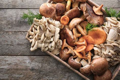 Come Conservare I Funghi In Modo Corretto Buttalapasta