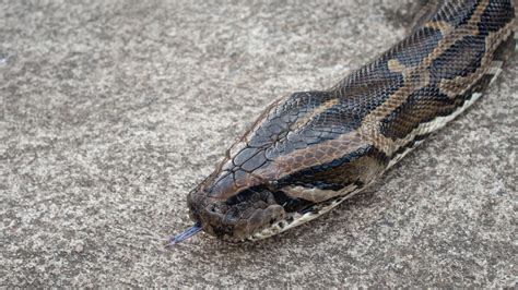 Watch Giant Burmese Python Filmed Crossing Road In The Everglades