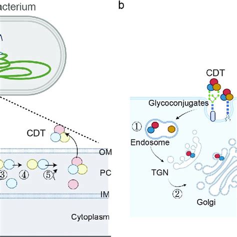 Cdt Production Assembly And Trafficking A The Cdta Cdtb And Cdtc