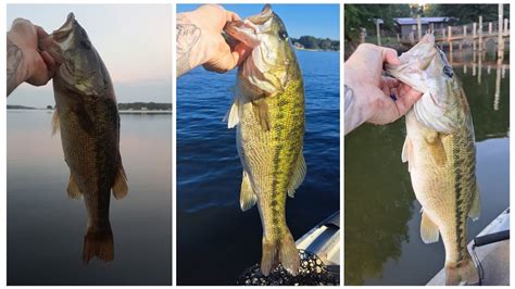 Big Spotted Alabama Bass Lake Norman Early Fall Topwater Youtube