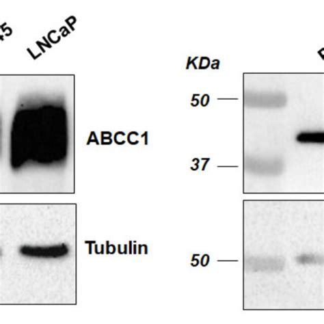 ATP Binding Cassette Transporter C1 ABCC1 And G Protein Coupled