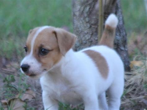 Beautiful Miniature Jack Russell Puppies Jack Russell For Sale Near Me