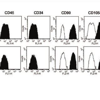 Characterization Of Human Bm Derived Mscs During Long Term In Vitro