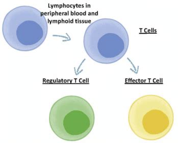 Types Of T Cells