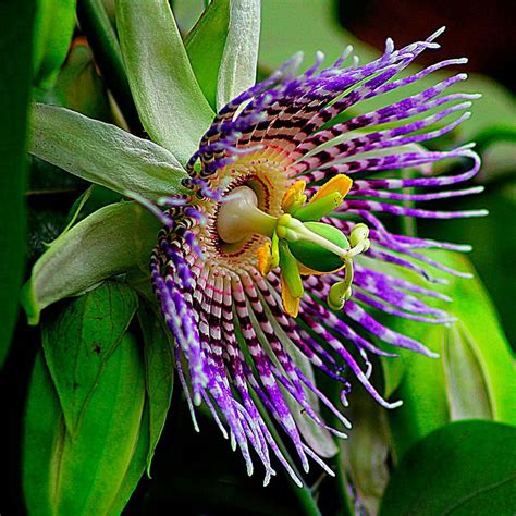 Semillas De Maracuy Passiflora Edulis Fruta De La Pasi N Para Sembrar