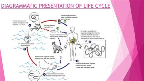 Life cycle of Dracunculus medinensis