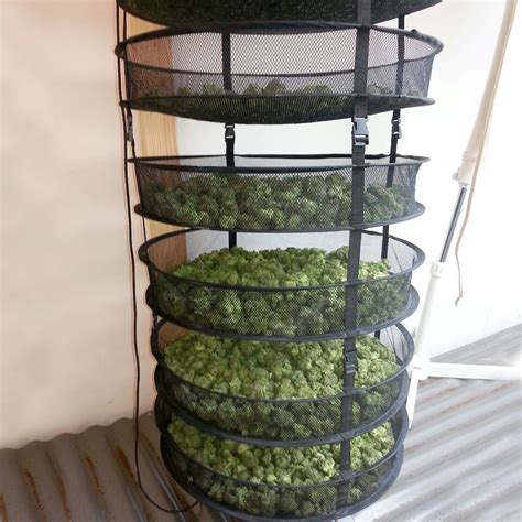 How To Dry And Cure Your Weed Weedseedshop