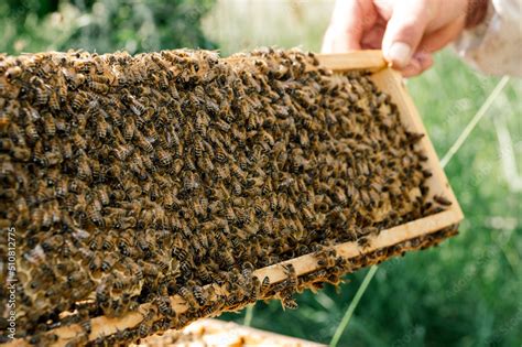 Imker Bei Der Arbeit In Der Freien Natur Mit Honigwaben Und Bienen