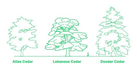 Lebanese Cedar Cedrus Libani Dimensions Drawings Dimensions