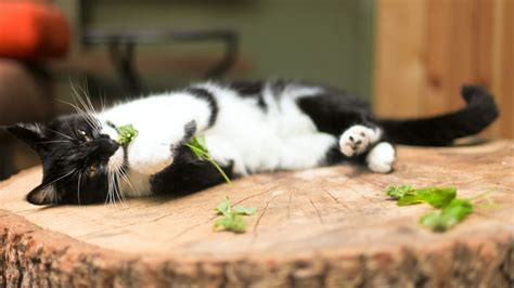 Is Catnip Bad For Cats Petsradar