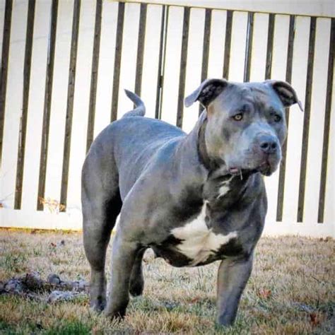 XL PITBULL PUPPIES FOR SALE | PIT BULL PUPPIES AVAILABLE NOW