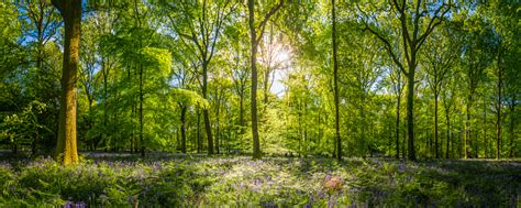 Forest Panorama Pictures | Download Free Images on Unsplash