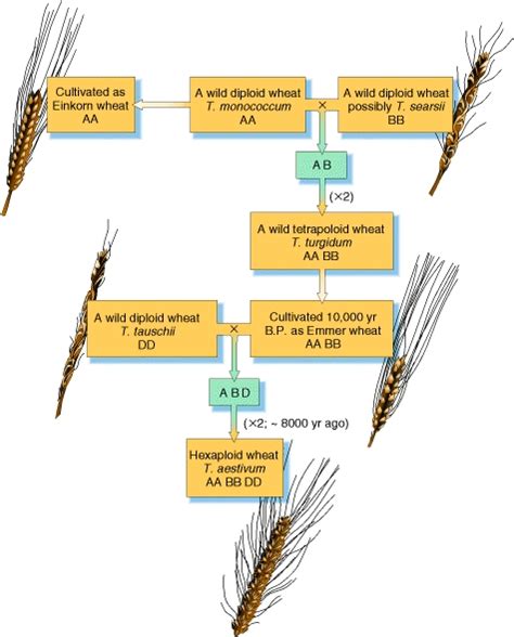 The Evolution Of Wheat