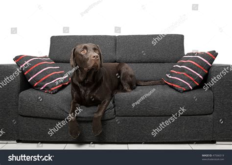 Shot Of A Chocolate Labrador Relaxing On The Sofa Stock Photo 47566519