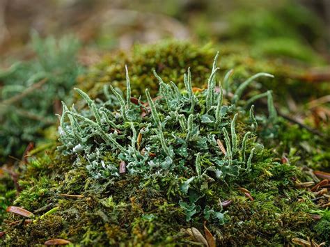 Life Down Under Macro Close Up Critiques Nature Photographers Network