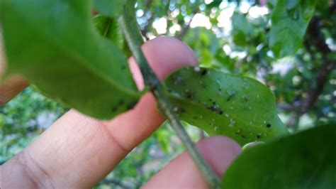 Pulgão na acerola como combater YouTube