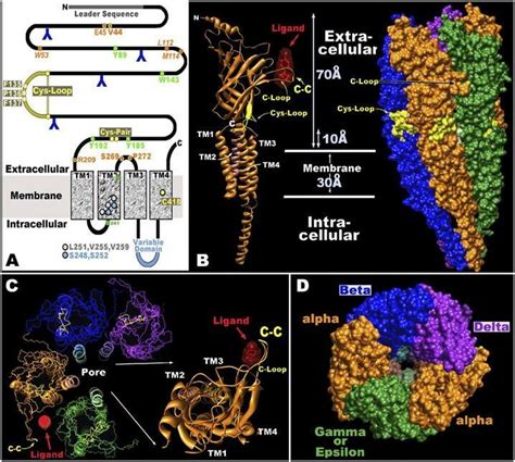 1 Basic structure of nicotinic acetylcholine receptor (Adapted from ...