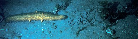 Deep Ocean Benthic Organisms Most Often Feed on