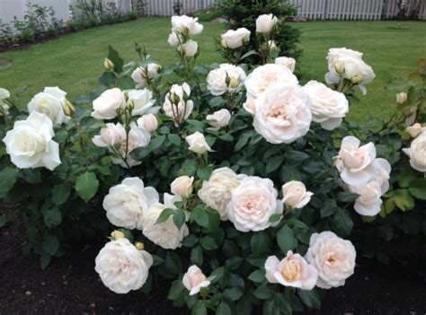 Роза чайно-гибридная Александр Пушкин саженцы купить в Москве и ...