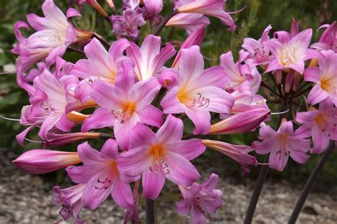 How To Grow Amaryllis Belladonna Essential Tips Petal Republic