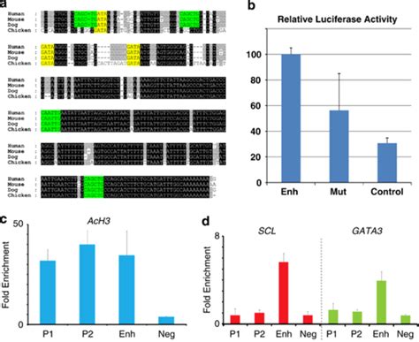 Scl Tal And Gata Bind To The Lmo Enhancer In T All Patient